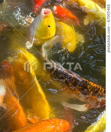 Flock of Koi Carps in a pond 67005468