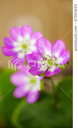 待機畫面雪花分割草粉紅畫面比例16：9 67005654