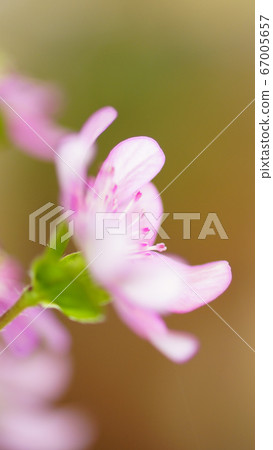 待機畫面雪花分割草粉紅畫面比例16：9 67005657