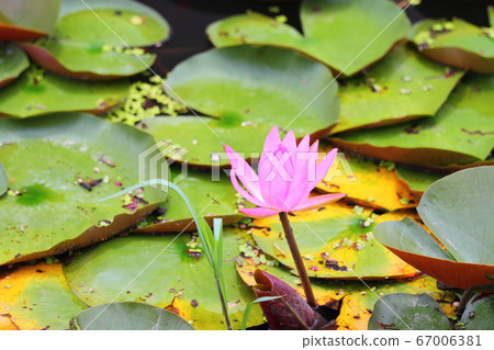 Water lilies 67006381