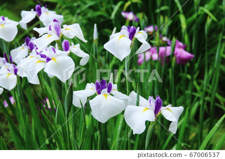 Hiraizumi, Iwate Prefecture, at the end of June Motsuji Temple, a fresh iris wet with dew Hiraizumi, Iwate Prefecture, at the end of June Motsuji Temple, a fresh iris wet with dew 67006537