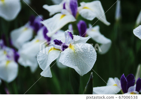 Hiraizumi, Iwate Prefecture, at the end of June Motsuji Temple, a fresh iris wet with dew Hiraizumi, Iwate Prefecture, at the end of June Motsuji Temple, a fresh iris wet with dew 67006538
