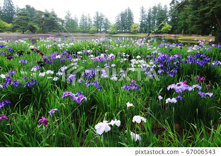 Hiraizumi, Iwate Prefecture, at the end of June Motsuji Temple, a fresh iris wet with dew Hiraizumi, Iwate Prefecture, at the end of June Motsuji Temple, a fresh iris wet with dew 67006543