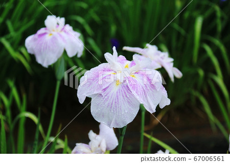 Hiraizumi, Iwate Prefecture, at the end of June Motsuji Temple, a fresh iris wet with dew Hiraizumi, Iwate Prefecture, at the end of June Motsuji Temple, a fresh iris wet with dew 67006561