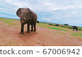 Africa Tanzania Ngolongoro National Park Elephant 67006942