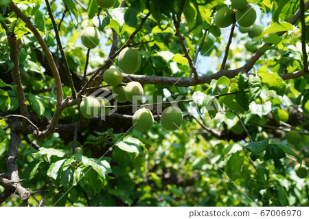 Plum fruit Plum fruit 67006970
