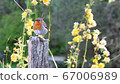 Birds and flowers 67006989