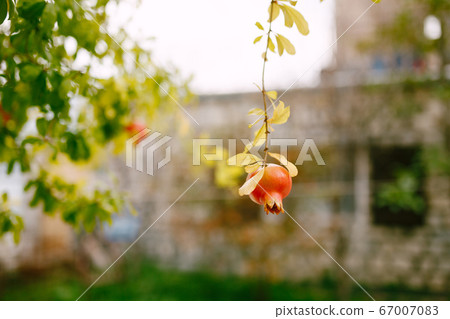Red ripe fruit of a pomegranate on a branch of a tree. 67007083