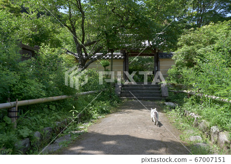 Joruriji Temple, a cat on the approach Joruriji Temple, a cat on the approach 67007151