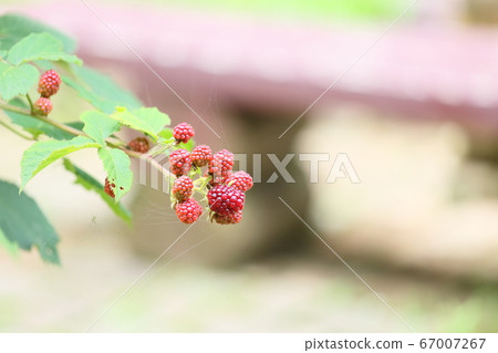 黑莓果實 黑莓果實 67007267