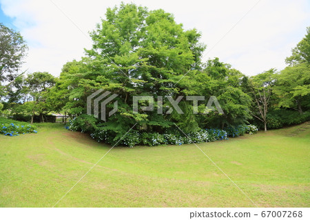 繡球花公園 繡球花公園 67007268