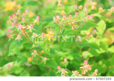 Hiperam flowers Hiperam flowers 67007269