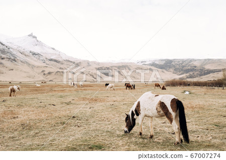 A close-up of a white horse in brown spots, against a background of a herd of horses freely walking in the field. Snow-capped peaks of the mountains. Icelandic horse is breed of horse grown in Iceland A close-up of a white horse in brown spots, against a background of a herd of horses freely walking in the field. Snow-capped peaks of the mountains. Icelandic horse is breed of horse grown in Iceland 67007274