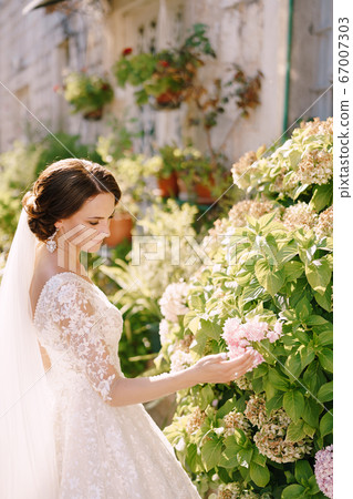 The bride touches a bush of pink hydrangea. Fine-art wedding photo in Montenegro, Perast. 67007303