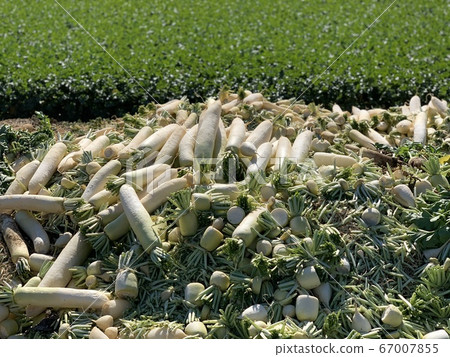 Discarded radish 67007855