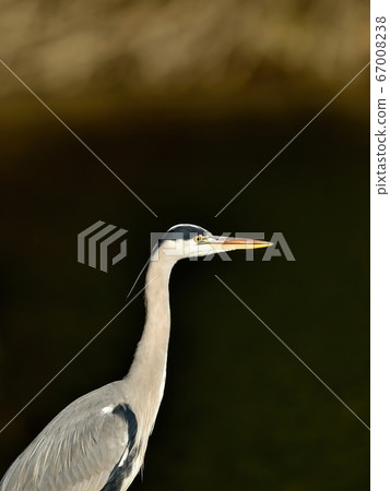 Relaxing heron 67008238