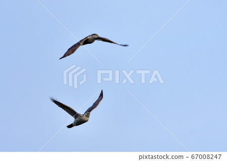 蒼鷹在藍色的天空飛行的交會現場 67008247