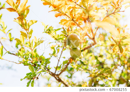 Two green pomegranate fruits on a tree branch. 67008255