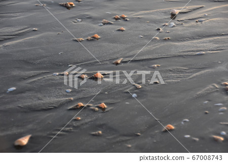 孟加拉國的考克斯巴扎爾海灘低潮海和許多沙灘上美麗的貝殼 67008743