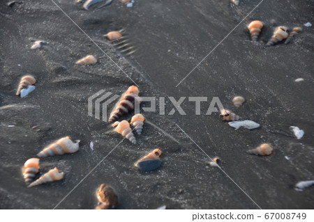 孟加拉國的考克斯巴扎爾海灘低潮海和許多沙灘上美麗的貝殼 67008749