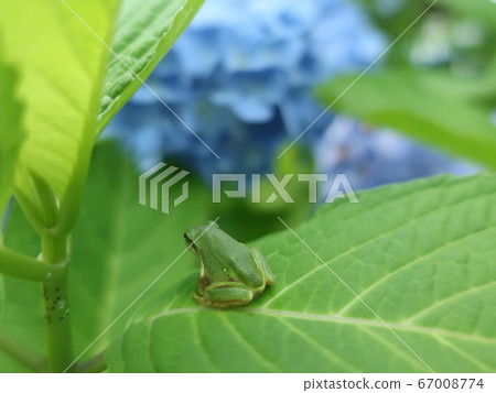 Cute rain frog on hydrangea 67008774
