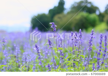 Flower of Salvia Farinassea 67008889