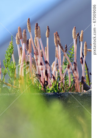 Tsukushi Tsukushi 67009086