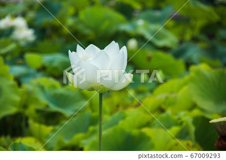 Ancient lotus village lotus flower 67009293