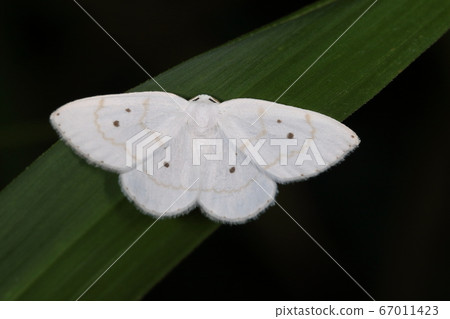 生物:昆蟲Lila serrata,具寬翅,寬度相當寬。總共六個黑點? !! 生物:昆蟲Lila serrata,具寬翅,寬度相當寬。總共六個黑點? !! 67011423