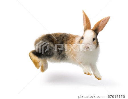 Three-colored rabbit baby jumping and playing Three-colored rabbit baby jumping and playing 67012150