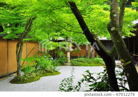 Fresh green in the courtyard of Ichijo Ekan Sanso, Kamakura City Fresh green in the courtyard of Ichijo Ekan Sanso, Kamakura City 67012278