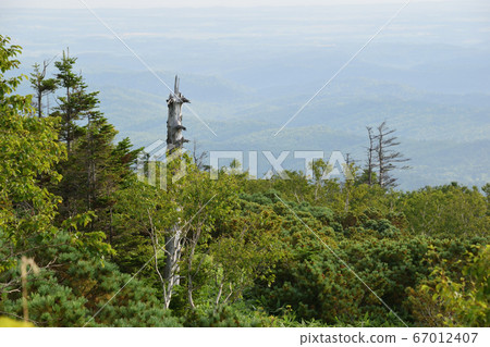 Landscape of withering 67012407