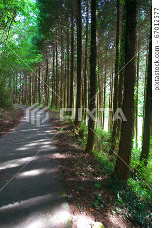The other side of the trees along the mountain path is shining 67012577