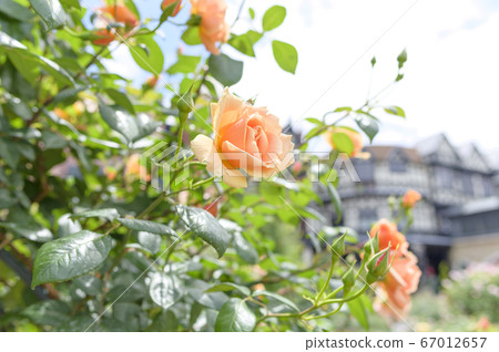 抬頭看著花園裡的玫瑰 抬頭看著花園裡的玫瑰 67012657