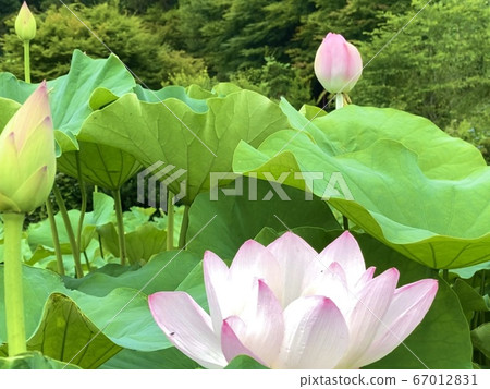 Lotus flower Lotus flower 67012831