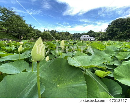 Bud of lotus Bud of lotus 67012857