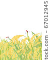 20_ four seasons _ September _ rice ears _ vertical _ background white 67012945