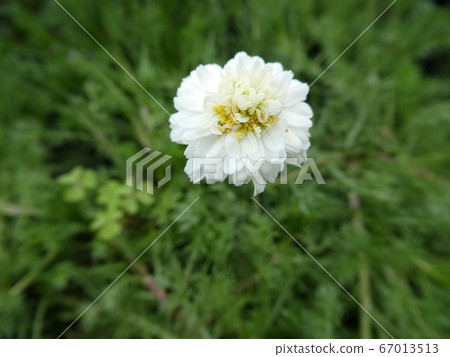 雙花洋甘菊 雙花洋甘菊 67013513