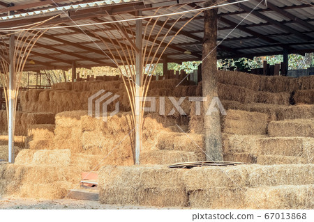 Piled stacks of dry straw collected for animal feed. Dry baled hay bales stack. Piled stacks of dry straw collected for animal feed. Dry baled hay bales stack. 67013868