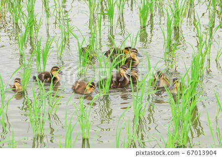 Rice duck farming method 67013904