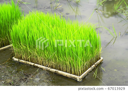 Seedlings 67013929