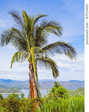 Coconut tree with a beautiful scenery views of nature with a large reservoir above the Srinagarind Dam in Si Sawat District, Kanchanaburi Thailand. 67014405