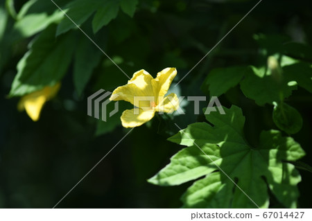 Bitter gourd flower 67014427