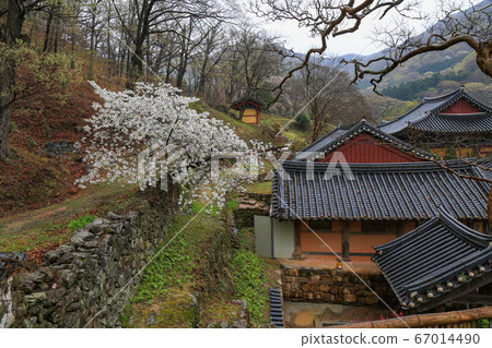 韓國全羅南道順天市松光面松光寺 韓國全羅南道順天市松光面松光寺 67014490