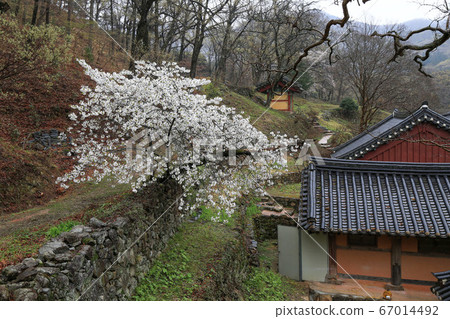 韓國全羅南道順天市松光面松光寺 韓國全羅南道順天市松光面松光寺 67014492