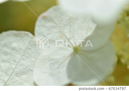 白色繡球花 67014797