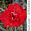 Carnation  67014864