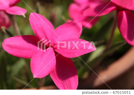 At's cherry blossoms 67015051