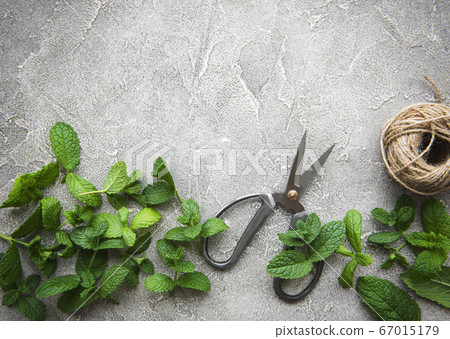 Fresh mint leaves Fresh mint leaves 67015179