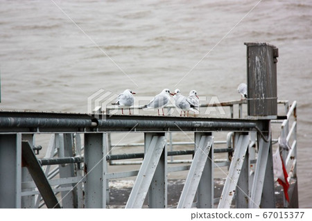 Egret on the Danube Pier Egret on the Danube Pier 67015377